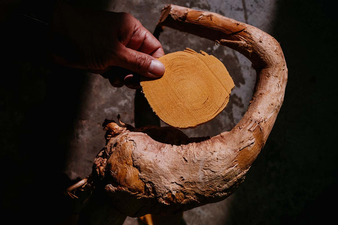 Tongkat Ali Reviewed: British Experiences with Tongkat Ali in the UK