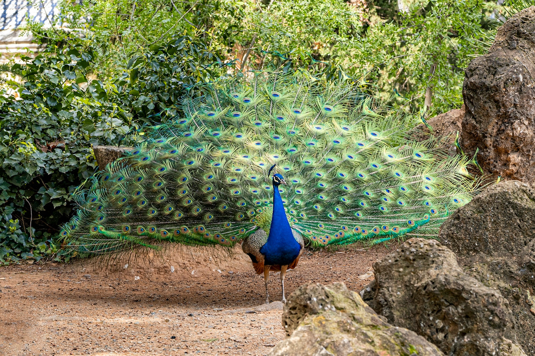 a peacock with its feathers spread out