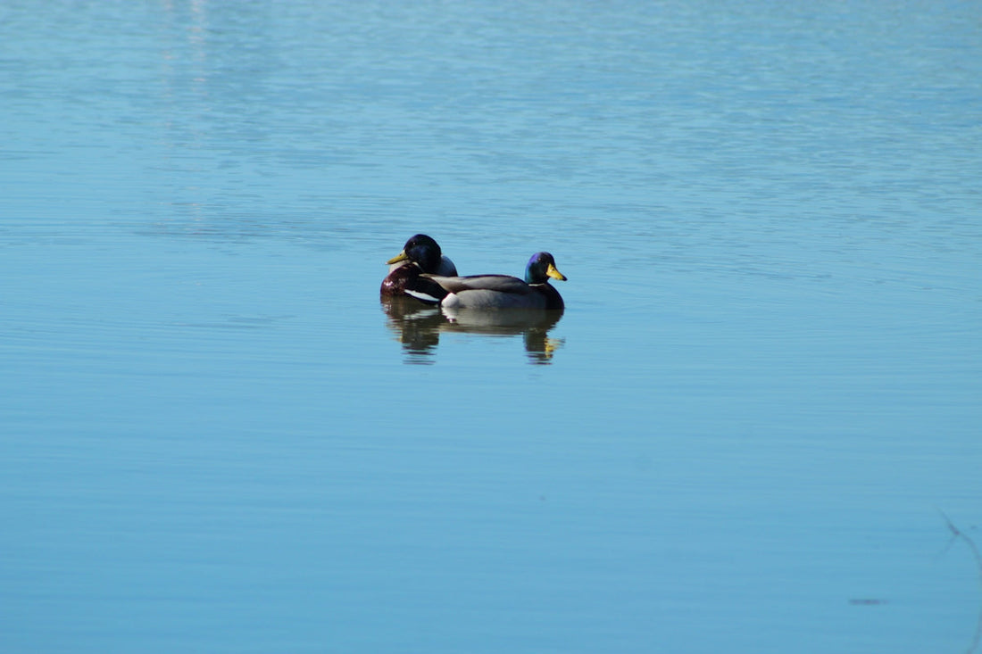 A couple of ducks floating on top of a lake